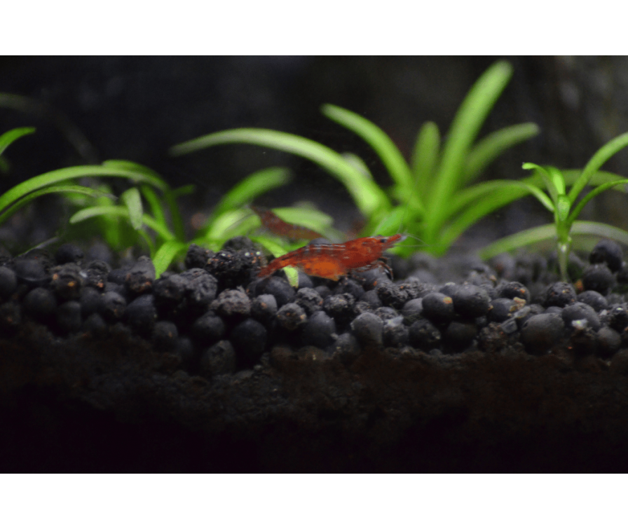 Rozmnażanie krewetek – Red Cherry, Amano i inne gatunki