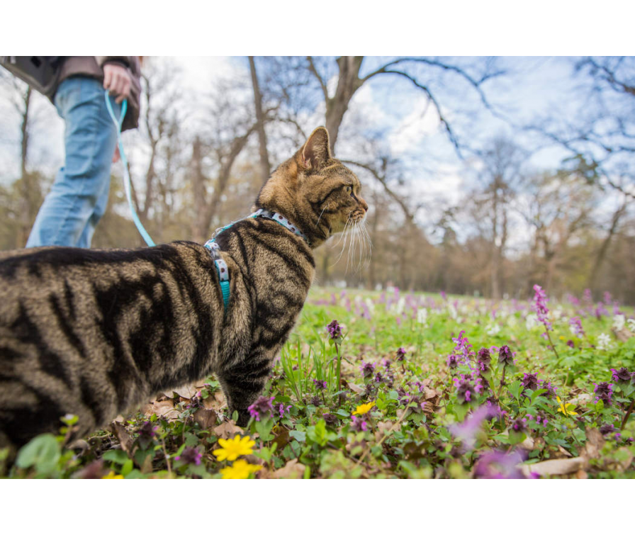 Sprawdź, jak zorganizować bezpieczny spacer z kotem