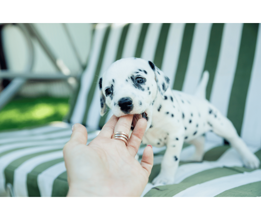 Dowiedz się, co zrobić, gdy szczeniak gryzie po rękach