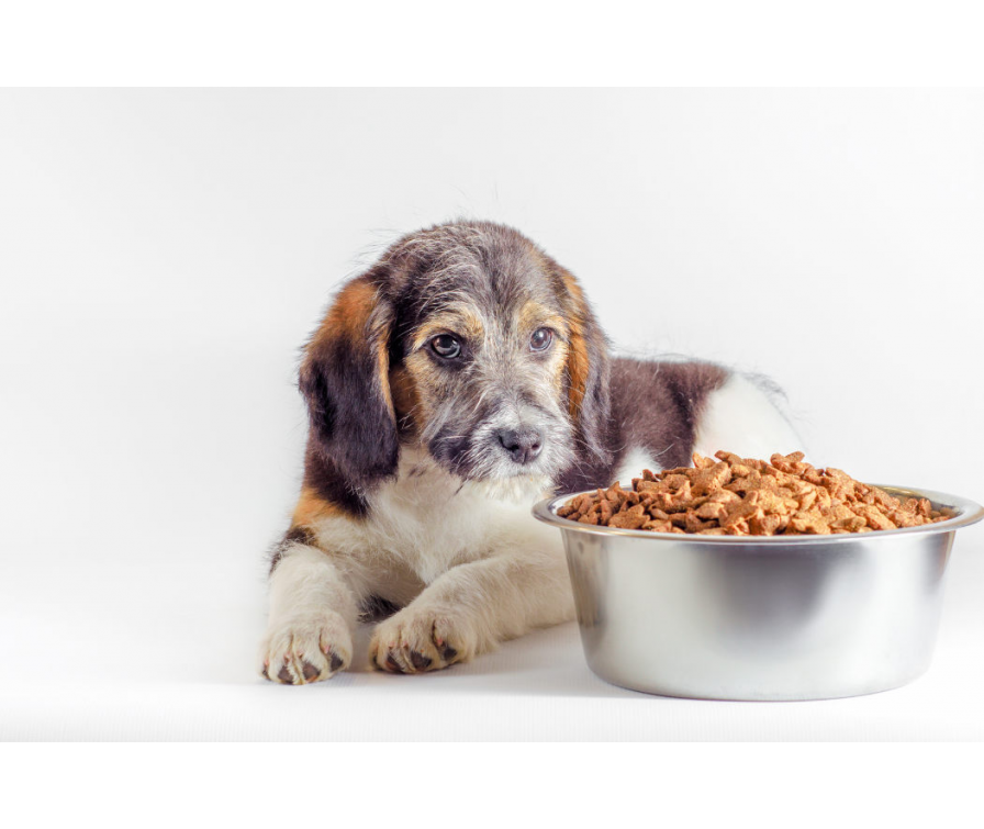 Co zrobić, gdy szczeniak nie chce jeść suchej karmy? 6 trików