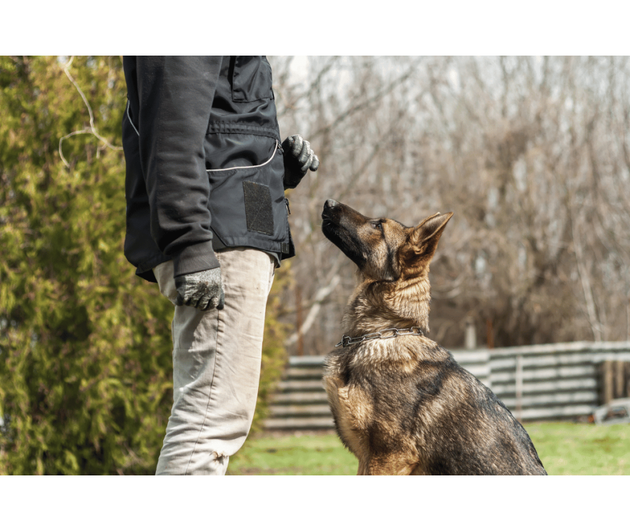 Kim jest trener psów i kiedy warto wezwać go na pomoc?