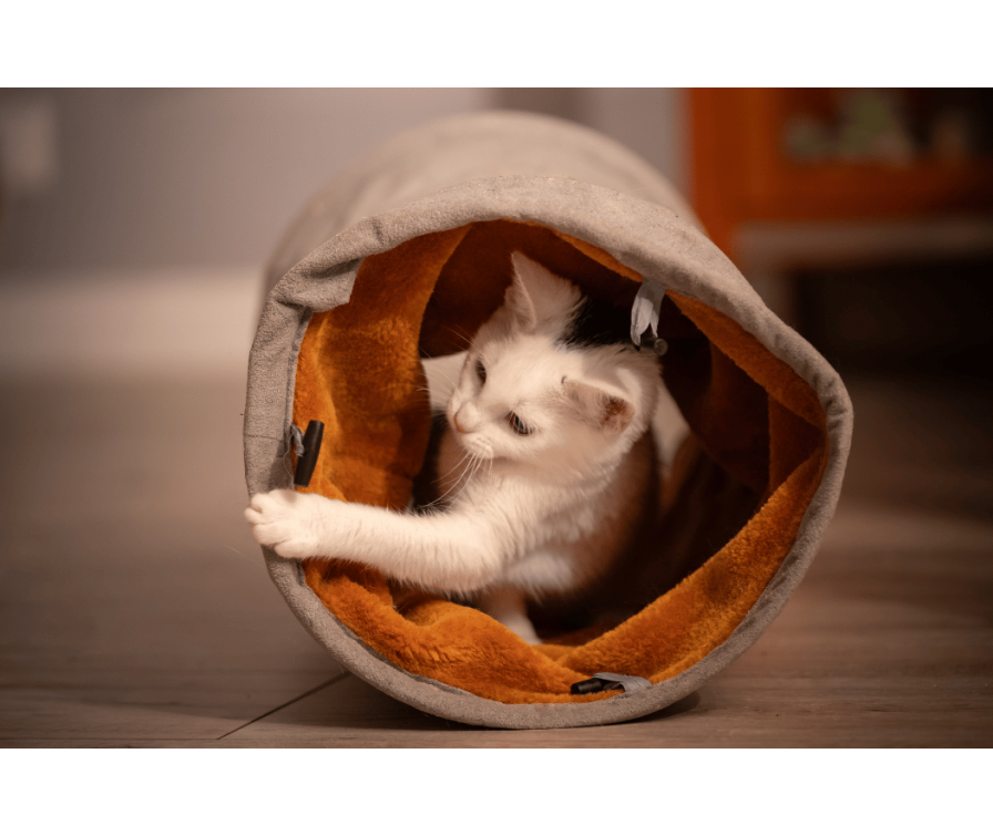 Wyprawka dla kota – kompletna lista zakupów od A do Z