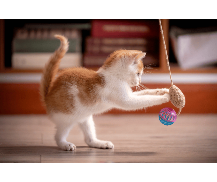 Najlepsza zabawa dla kota to... Sprawdź TOP 7 propozycji!