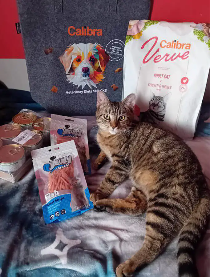 Zwierzakowe gwiazdy