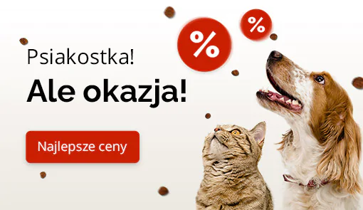 Pies z kotem patrzą w górę.